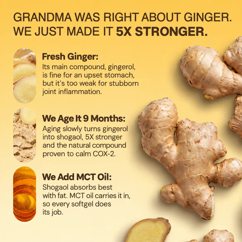 Alvenica Aged Ginger Root Softgels - 60 Capsules